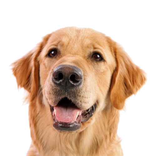 Ergyvet propose des compléments alimentaires de haute qualité pour dog